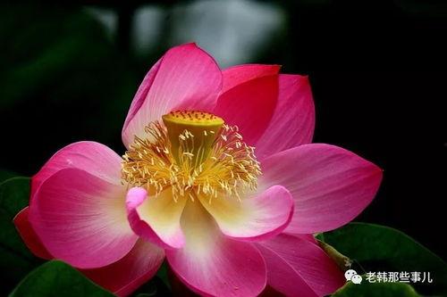 莲花一生最新爆料网站,揭秘不为人知的幕后故事 第1张 莲花一生最新爆料网站,揭秘不为人知的幕后故事 第1张